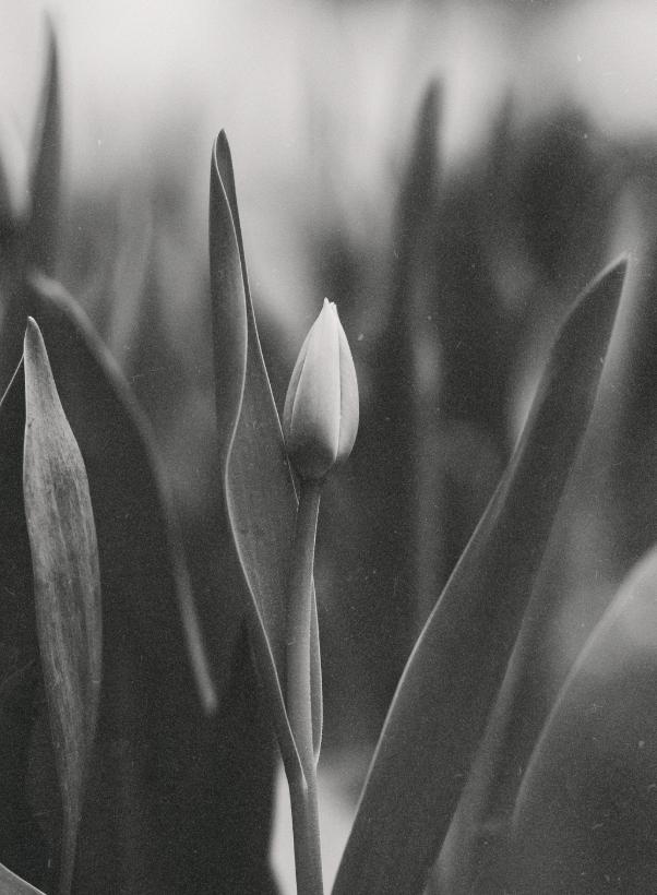 Black-and-white photograph of a tulip bud